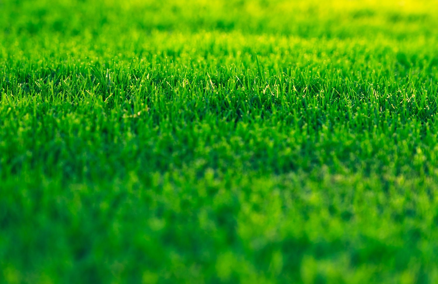 the-green-secret-lawn-aeration-landscaping-maple-valley